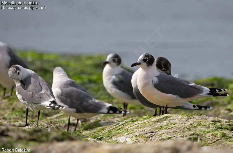 Mouette de Franklin