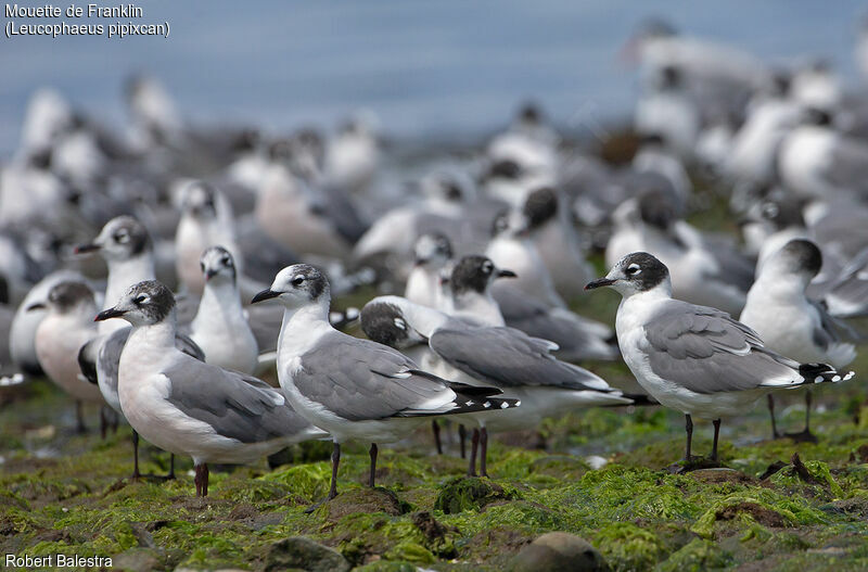 Franklin's Gull