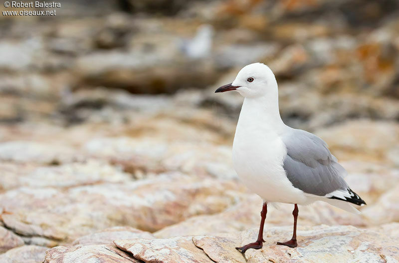 Mouette de Hartlaub