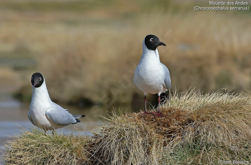 Andean Gull