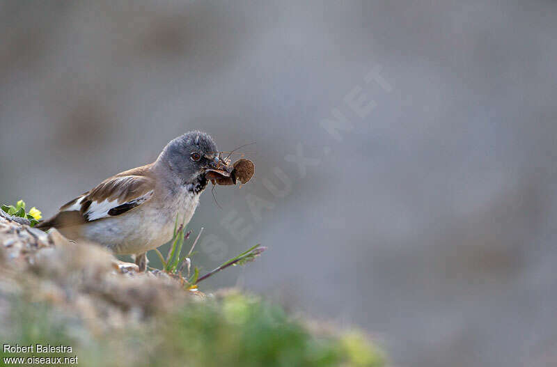 White-winged Snowfinch male adult breeding, feeding habits, fishing/hunting