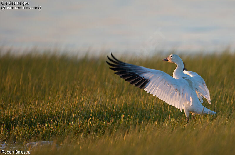 Snow Goose