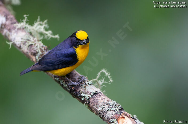 Thick-billed Euphonia