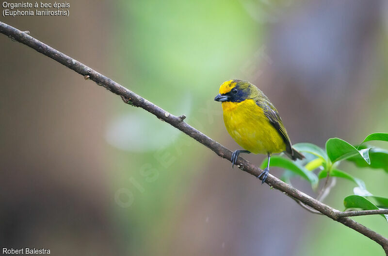 Thick-billed Euphonia