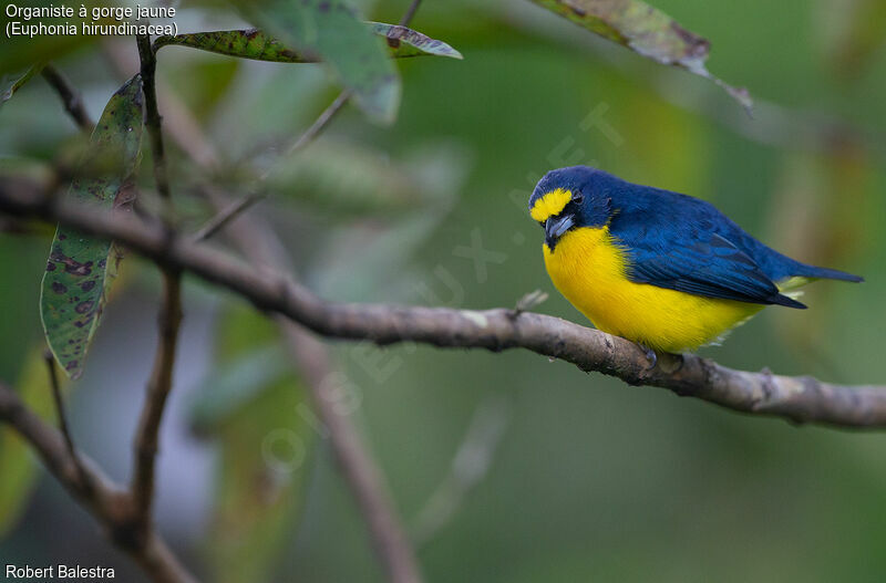 Yellow-throated Euphonia male