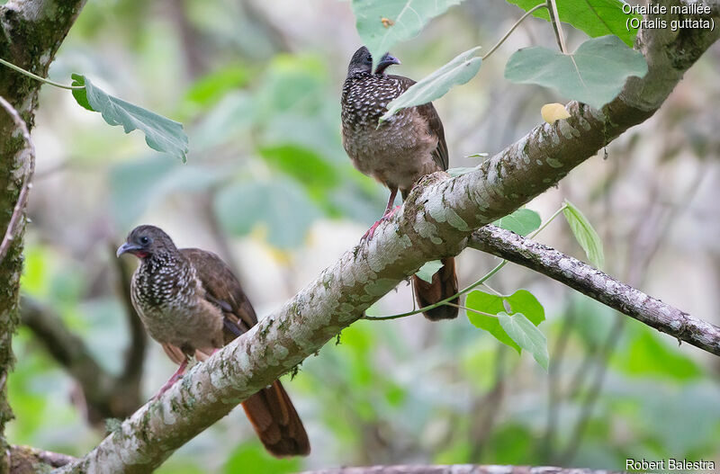 Speckled Chachalaca