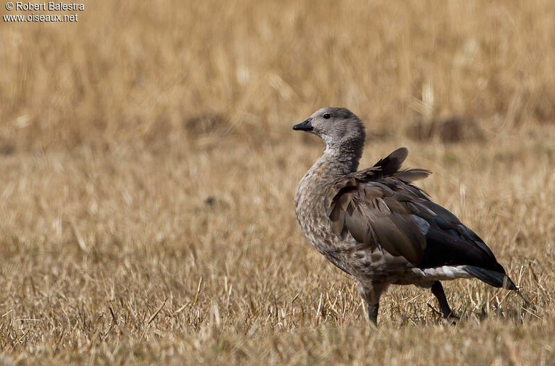 Blue-winged Goose