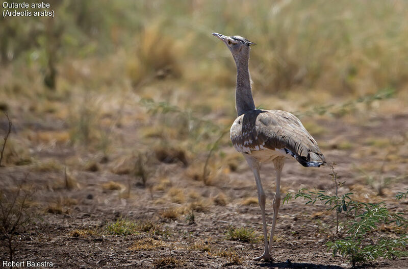 Arabian Bustard