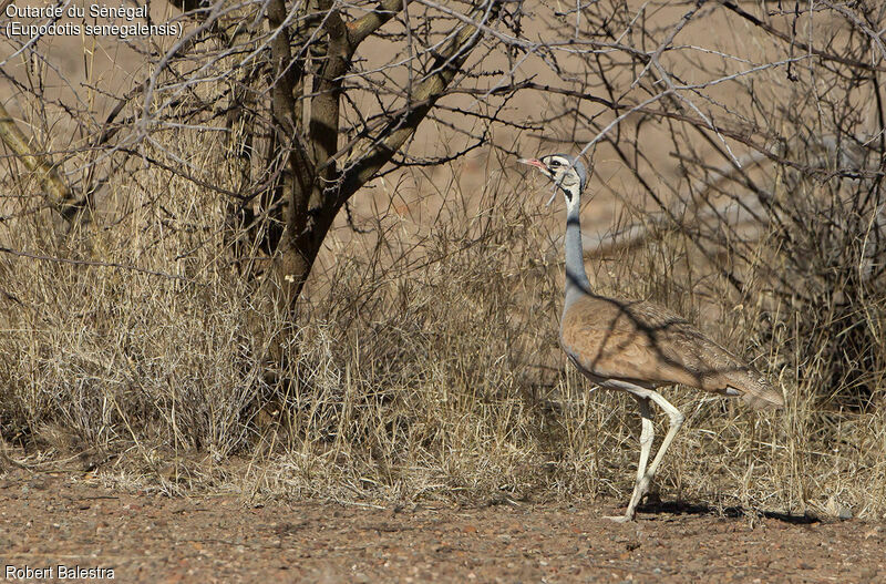 Outarde du Sénégal mâle