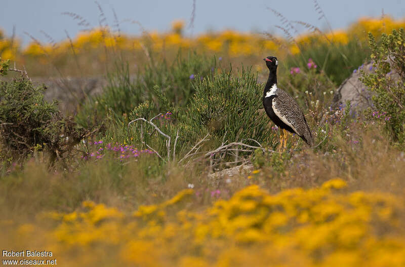 Outarde korhaan mâle adulte, habitat