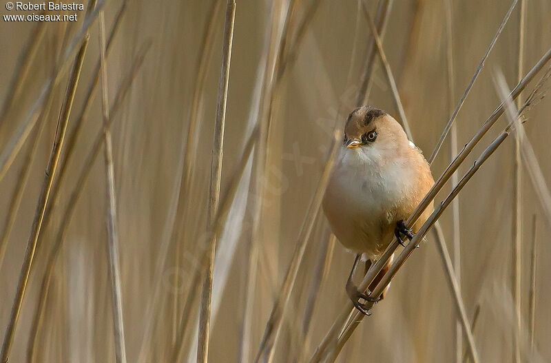 Bearded Reedling