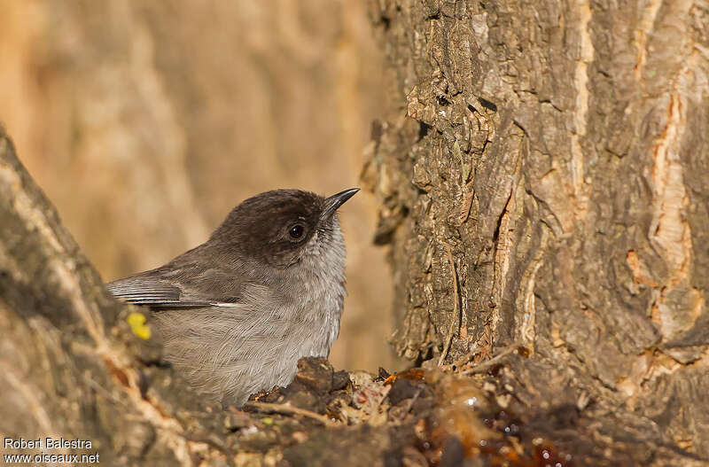 Brown Parisomaadult