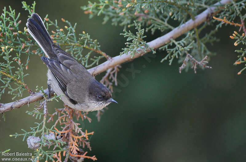 Parisome bruneadulte, identification