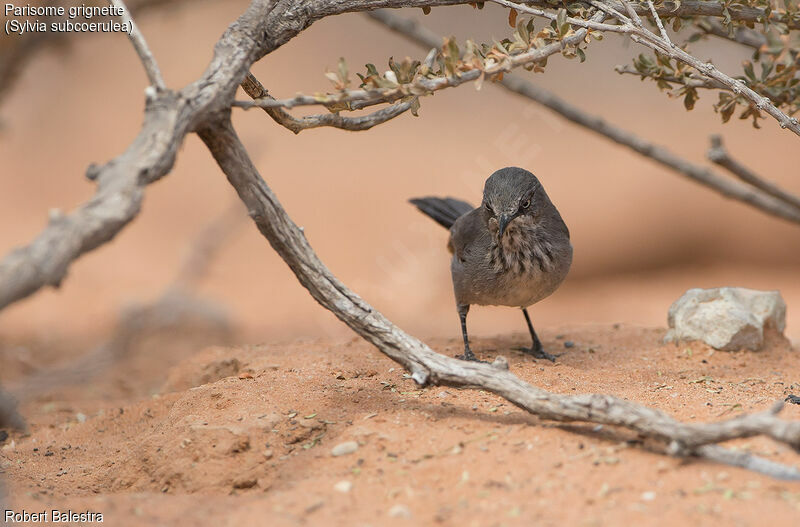 Chestnut-vented Warbler