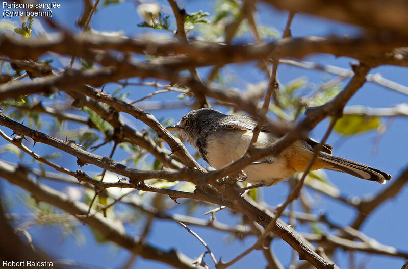 Parisome sangléeadulte, identification