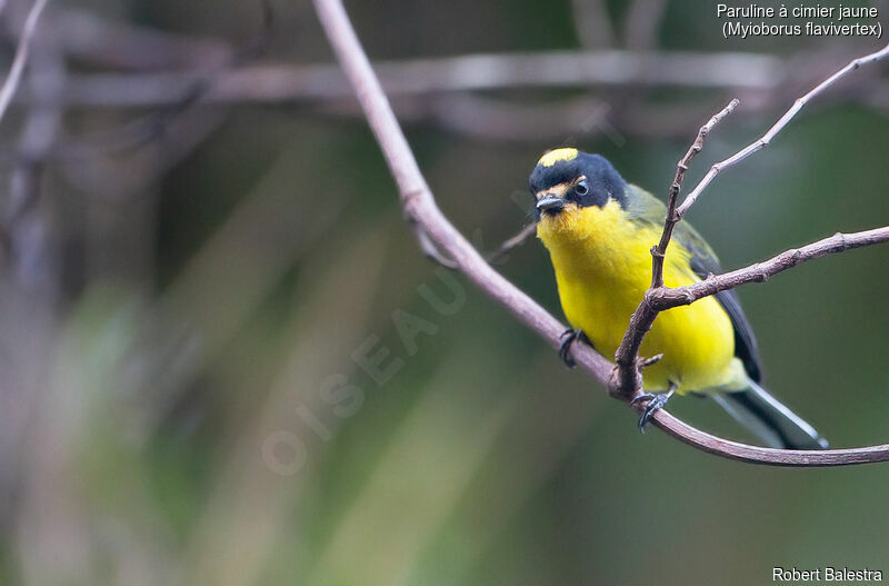 Yellow-crowned Whitestart