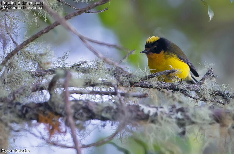 Yellow-crowned Whitestart