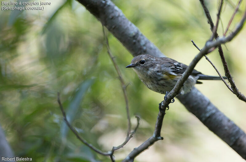 Myrtle Warbler