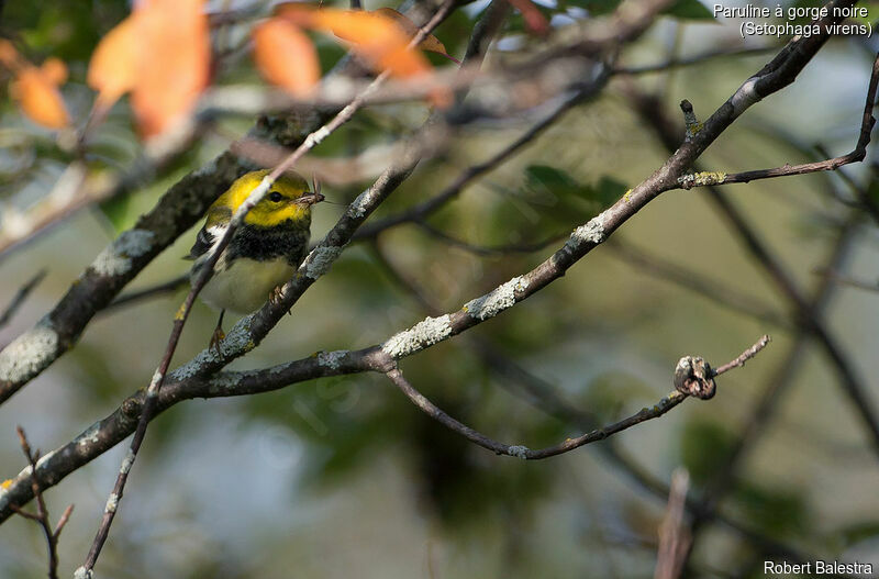 Black-throated Green Warbler