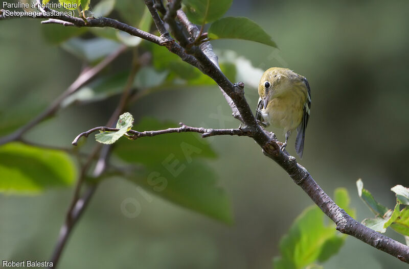 Bay-breasted Warbler