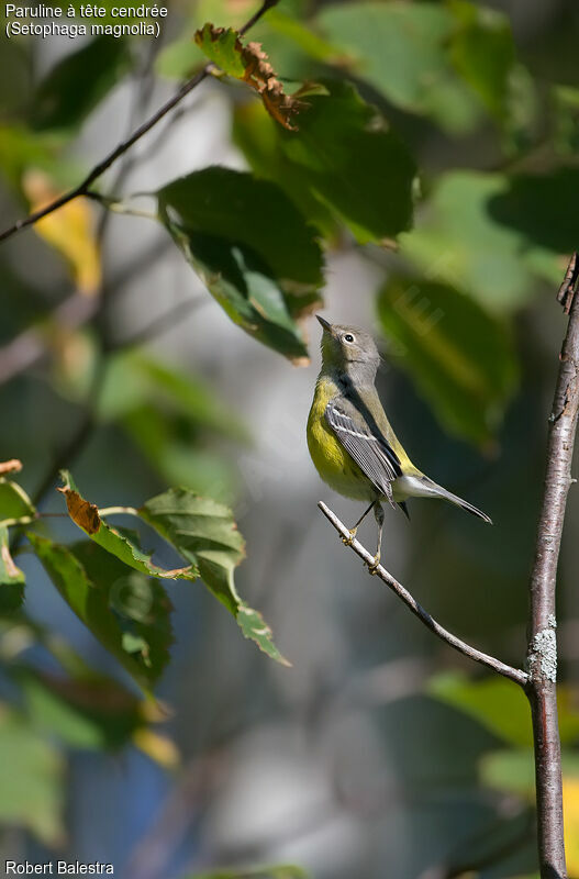 Magnolia Warbler