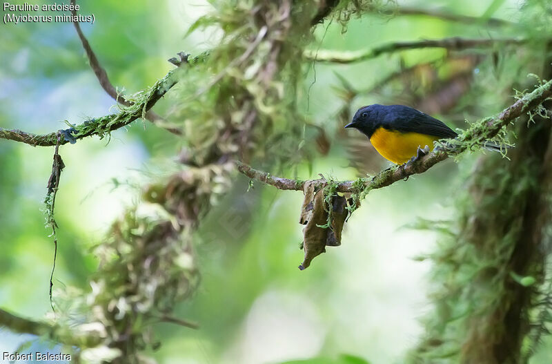 Slate-throated Whitestart