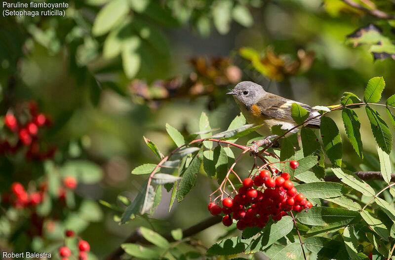 American Redstart