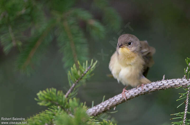 Common Yellowthroatjuvenile, close-up portrait