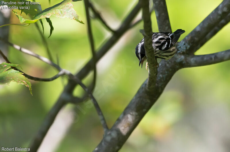 Paruline noir et blanc