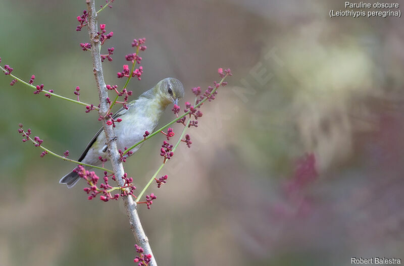 Tennessee Warbler