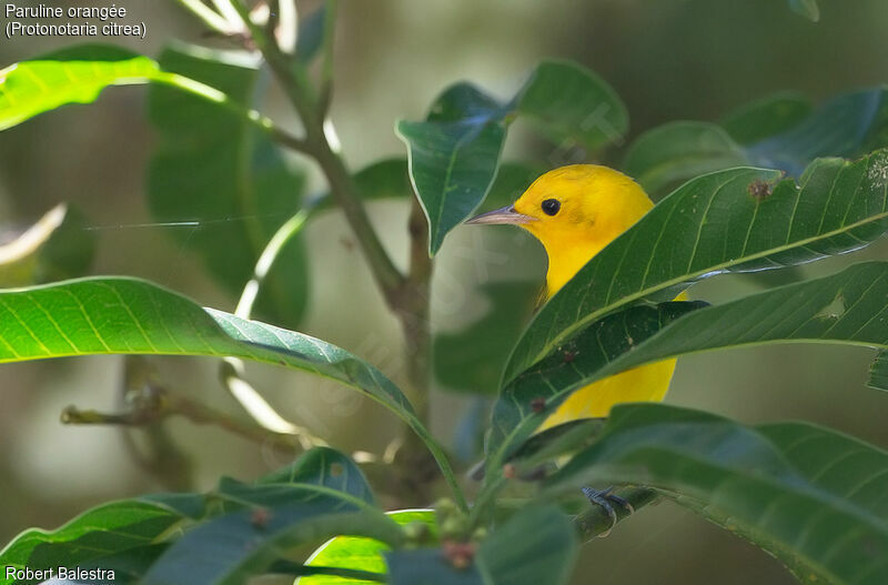 Prothonotary Warbler