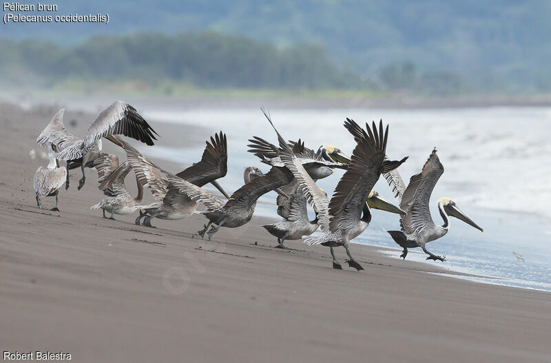 Brown Pelican