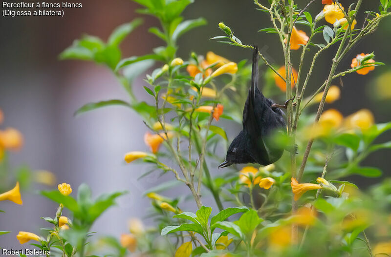 White-sided Flowerpiercer