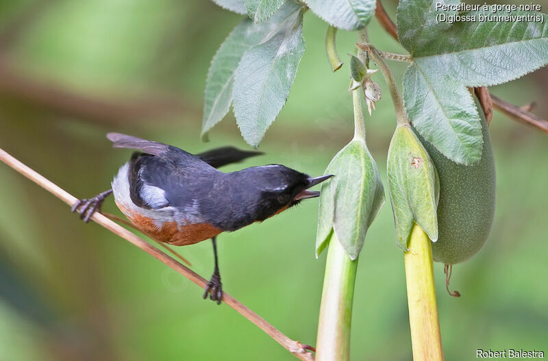 Black-throated Flowerpiercer