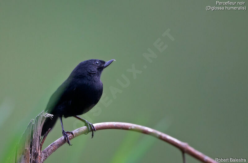 Black Flowerpiercer