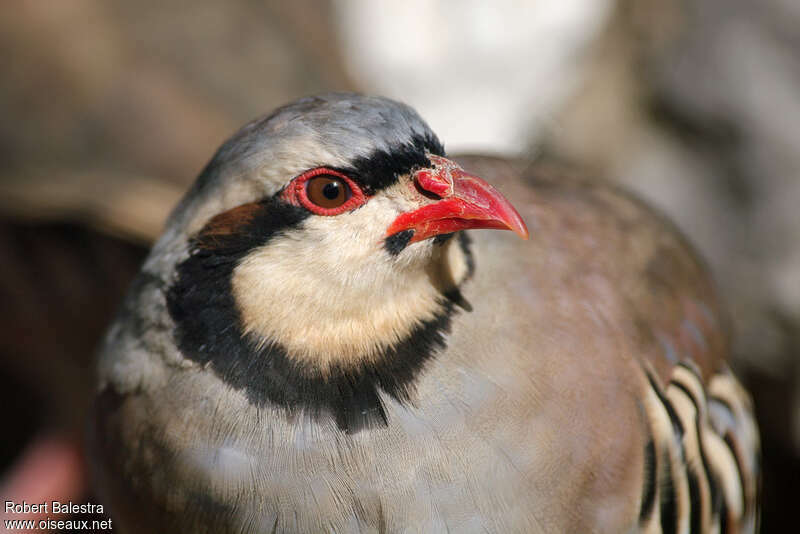 Perdrix choukaradulte, portrait