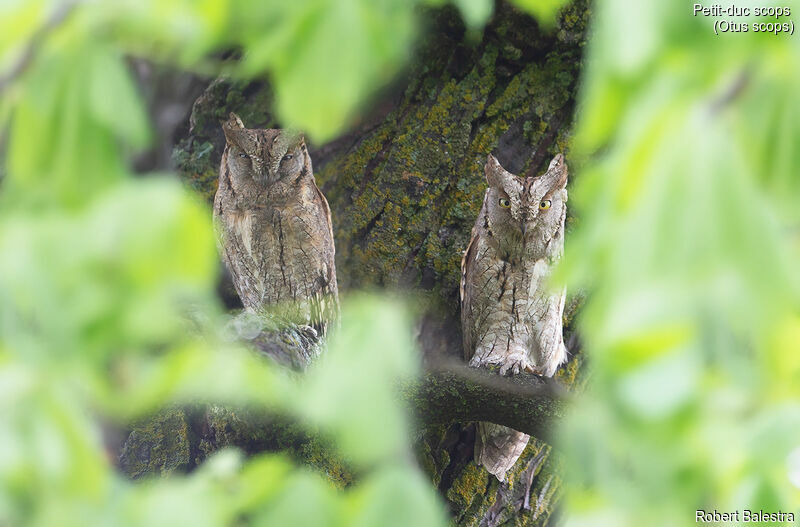 Eurasian Scops Owladult