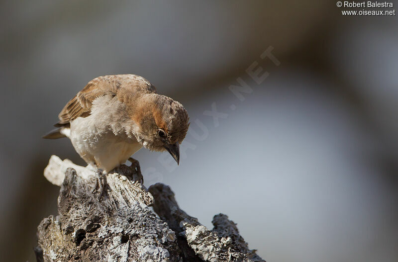 Petit Moineau mâle