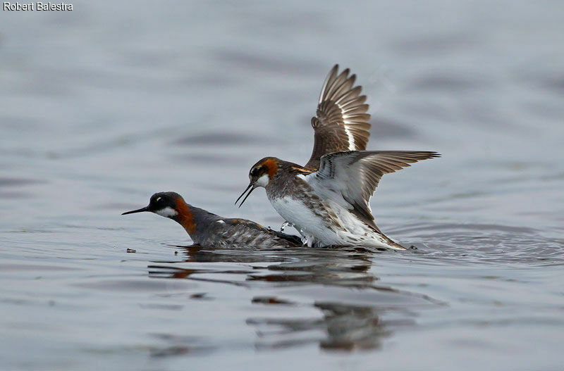 Red-necked Phalarope 