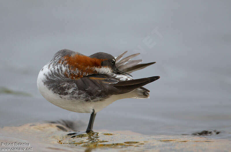 Red-necked Phalarope female adult breeding, care