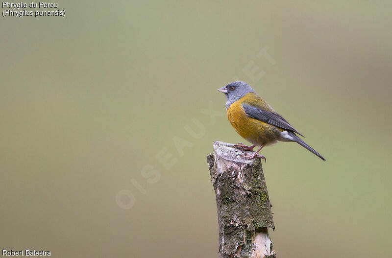 Peruvian Sierra Finch