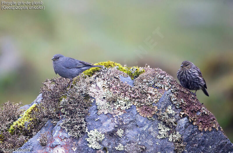 Plumbeous Sierra Finchadult