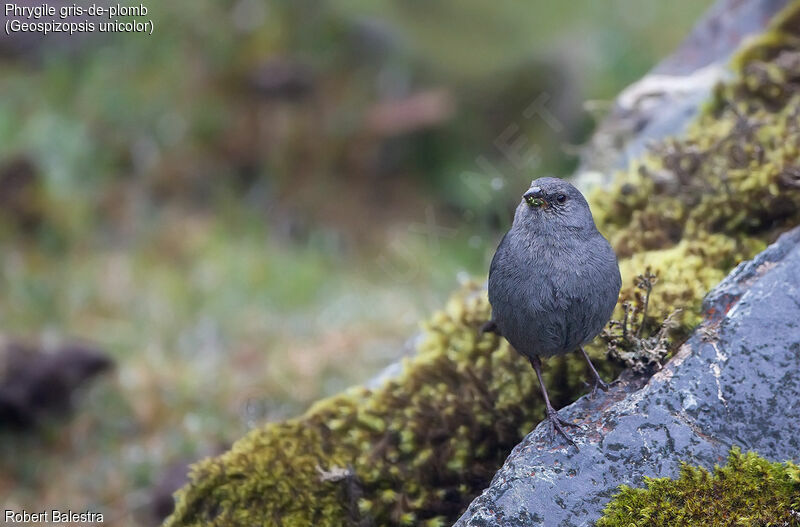 Plumbeous Sierra Finch male