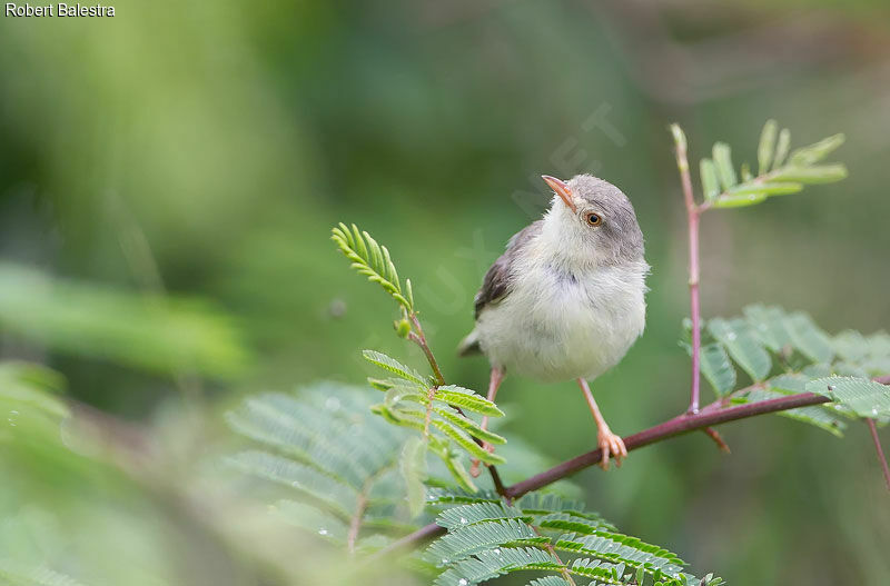 Buff-bellied Warbler