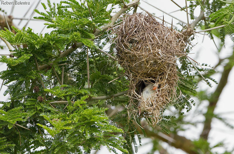 Phyllolaïs à ventre fauveadulte, Nidification