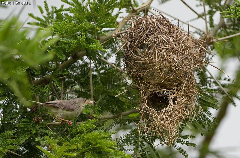 Phyllolaïs à ventre fauve, Nidification