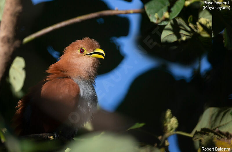 Squirrel Cuckoo