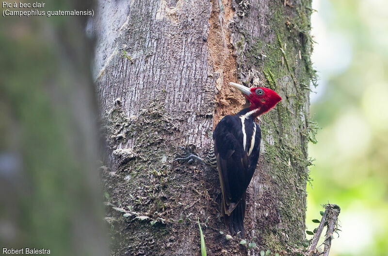 Pale-billed Woodpecker