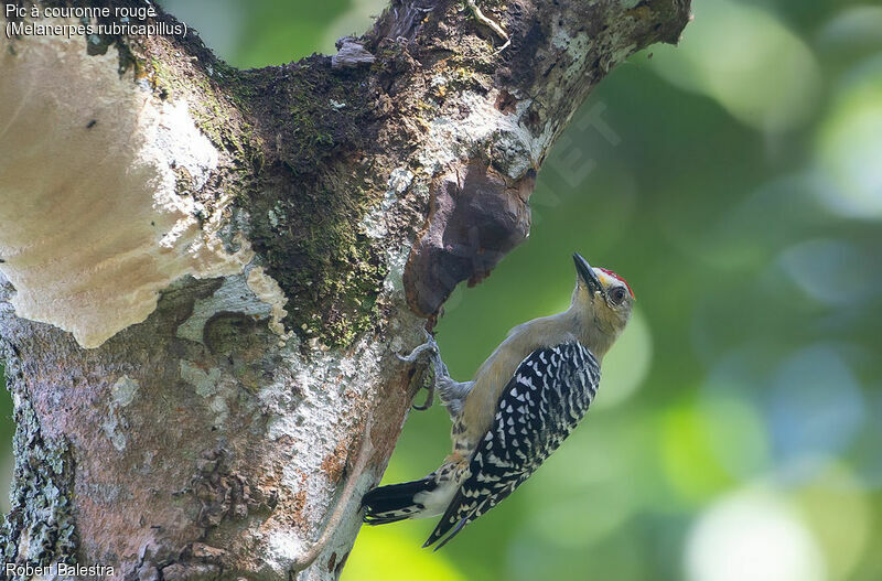 Red-crowned Woodpecker