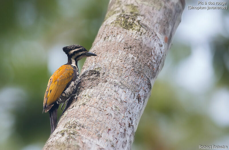 Common Flameback female